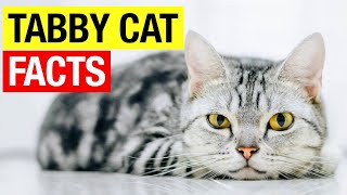 13 Amazing Facts About Tabby Cats [upl. by Cristiona]