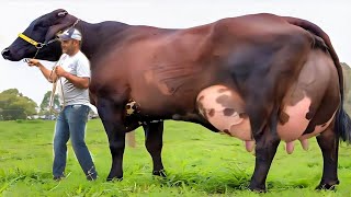 Highly Milking World Record Girlando Cow Documentary  Biggest Udder Cow  Gir Cow  Hf Cow [upl. by Fotina]