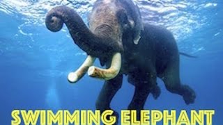 Swimming Elephant by Real Freedom Productions [upl. by Amahcen112]