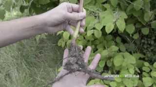 Identifying Japanese knotweed [upl. by Yelnik]