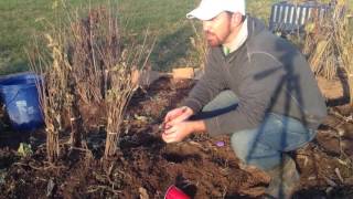 How to Plant Comfrey Root [upl. by Paddie869]