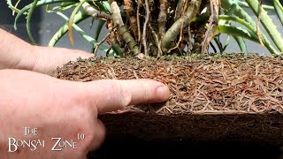 Repotting My Aloe Bonsai Part 2 of 2 The Bonsai Zone May 2023 [upl. by Antsirhc]