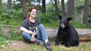 Education on the misconceptions of wild Black Bears [upl. by Pestana]