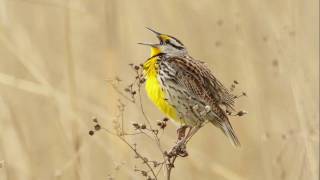 Eastern Meadowlark Portait [upl. by Tezile]