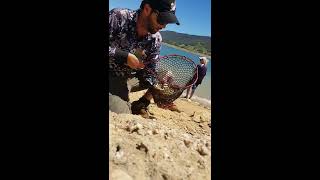 5 minutes at Blowering dam redfin every cast [upl. by Anidam821]