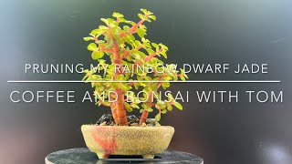 Pruning My Rainbow Dwarf Jade Bonsai Medio Picta Portulacaria Afra [upl. by Balac]