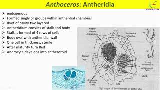 Anthoceros ReproductionVegetative and Sexual Reproduction in AnthocerosAntheridium and Archegonium [upl. by Otrebla]