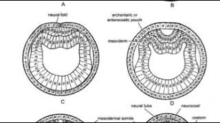 عملية تكوين الاعضاء Organogenesis of Amphioxus [upl. by Godden979]