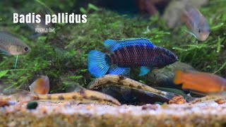 Badis pallidus [upl. by Esiuqram]