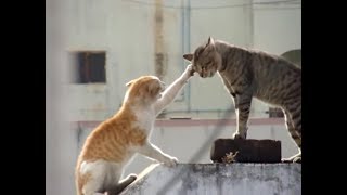 Real Cat Fight  Watch With Sound [upl. by Tilda]