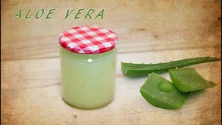 Cómo hacer GEL ALOE VERA SABILA How to make aloe vera gel [upl. by Aynot]