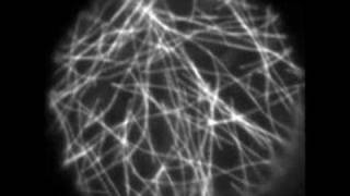 Microtubule Dynamics in Plants [upl. by Eirojam478]