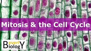 Phases of Mitosis and Cell Division [upl. by Giustino]