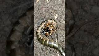 Feeding Solomon island green centipede [upl. by Weissberg42]