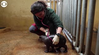 Baby pygmy hippo born at zoo in Greece [upl. by Ramon820]