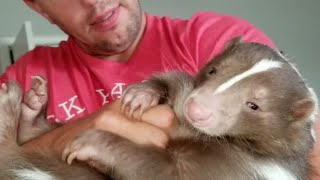 ADORABLE Skunk is Part of the Family 😯  Unusual FUNNY Pets [upl. by Padriac]