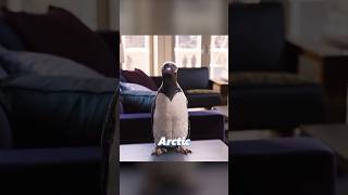 This is the last remaining Arctic penguin🤫film movie movielink [upl. by Spieler682]