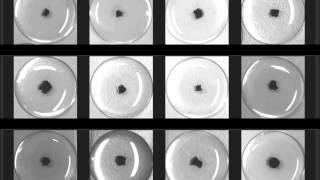 Experimental study of decanol droplets behavior in the presence of decanoate and salt [upl. by Der69]