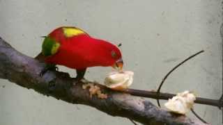 Chattering Lory [upl. by Easter328]