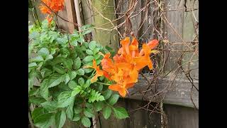 Firebush and Cape Honeysuckle in Zone 9a along the upper Texas Gulf Coast [upl. by Ydarg922]