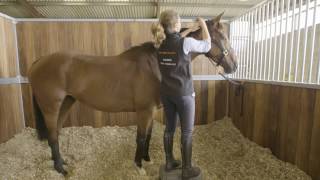 How To Prepare A Racehorse To Race Part 1 HorseHowTo [upl. by Egrog266]