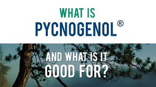 Pycnogenol® General Animated Infographic [upl. by Ettenal]