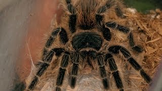 How to Treat a Tarantula Bite  Pet Tarantulas [upl. by Guidotti]