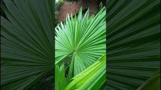 Serenoa repens Arecaceae family nature forestflower trending naturephotography natureforest [upl. by Jasper]