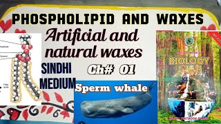 Phospholipids and waxes XI biology [upl. by Desmund392]