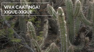 Viva Caatinga XiqueXique [upl. by Enyallij41]