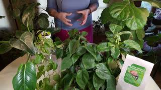 Philodendron Care What to Know [upl. by Goldie]