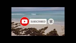 2024 Sargassum seaweed update  Mexico  Playa del Carmen  Riu Palace Riviera Maya [upl. by Yazbak]