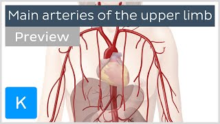 Main arteries of the upper limb preview  Human Anatomy  Kenhub [upl. by Godewyn]