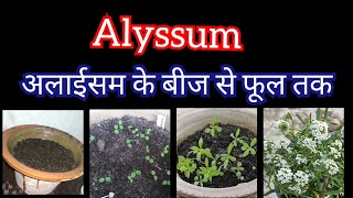 How to grow alyssum plants [upl. by Auburta]