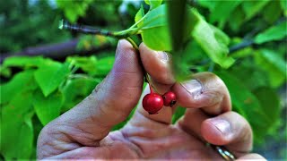 How to Identify and Find the Serviceberry aka Juneberry Tree Identification Guide Fruit Bark Leaves [upl. by Paderna280]