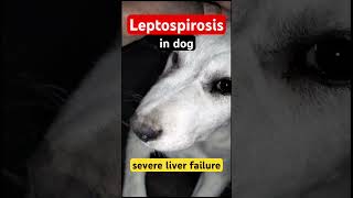 Leptospirosis in Labrador Dog [upl. by Tandy]