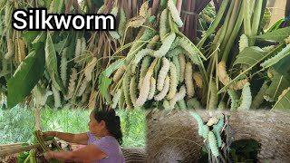 Silkworm Cultivation [upl. by Bollinger738]