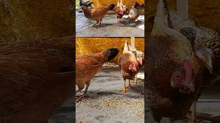 👆Gapeworm🪱 கோழிகளுக்கு ஏற்படும் சுவாச பிரச்சனை🐔shorts siruvidai chickenfarming kozhivalarpu [upl. by Haikan556]