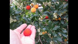 Arbutus Strawberry Trees with Fruit [upl. by Anilave449]