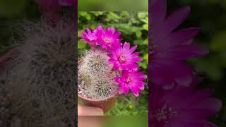 Sulcorebutia Hertusii flowers  hairy cactus plant in beautiful pink blooms [upl. by Meisel]