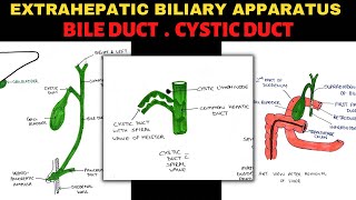 Biliary tree  Root  Anatomy [upl. by Alan699]