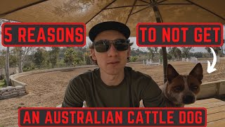 5 Reasons to NOT Get an Australian Cattle Dog AVOID [upl. by Klusek]