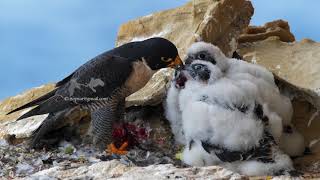 Peregrine Falcon feeding chicks [upl. by Northington]