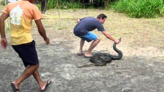 Colombia Amazonia Snake David amp A Friendly Green Anaconda Eunecte Murinus  Comunidad Indígena [upl. by Ymmaj797]