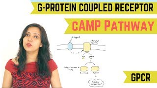 cAMP PATHWAY  GPROTEIN COUPLED RECEPTOR GPCR [upl. by Rainer308]