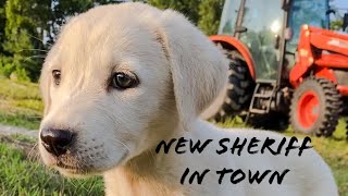 Ayi the Akbash our livestock guardian dog [upl. by Anahc]