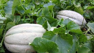 How To Pick A Ripe Cantaloupe From The Garden [upl. by Ehrenberg]