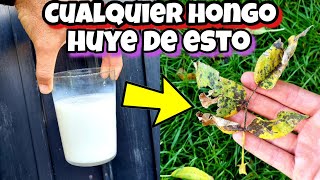 AQUÍ TE TRAIGO LA SOLUCIÓN para acabar con Los HONGOS DE tus plantas Fungicida Casero de LECHE [upl. by Nahgem]