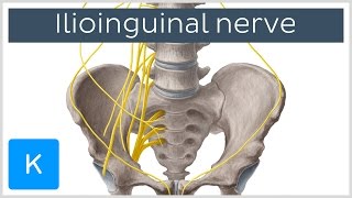 Ilioinguinal Nerve  Course amp Innervation  Human Anatomy  Kenhub [upl. by Yuhas]