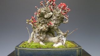 Bonsai Training Information  Chaenomeles Japonica [upl. by Ecirual]